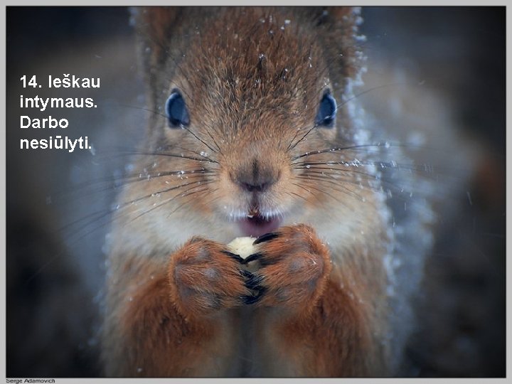 14. Ieškau intymaus. Darbo nesiūlyti. 