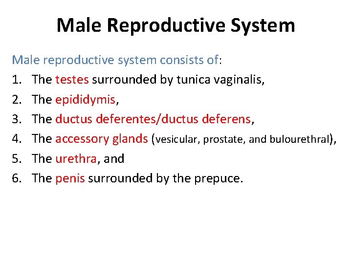 Male Reproductive System Male reproductive system consists of: 1. The testes surrounded by tunica