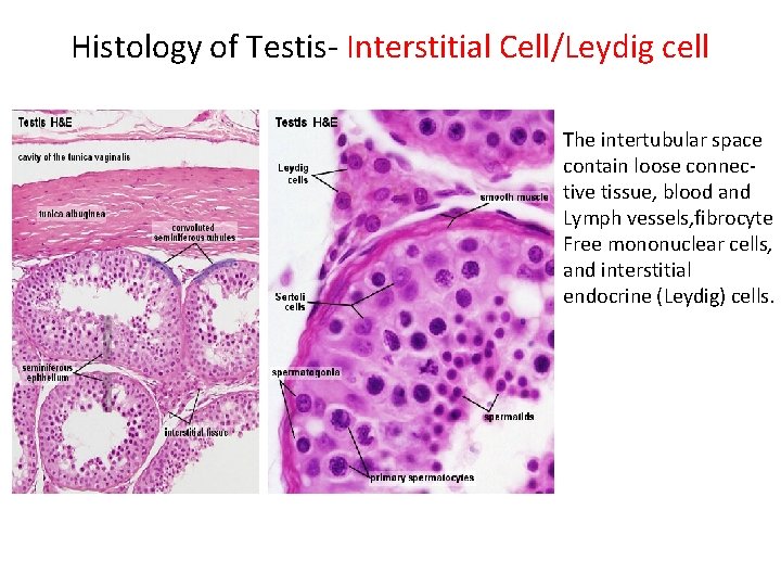 Histology of Testis- Interstitial Cell/Leydig cell The intertubular space contain loose connec- tive tissue,