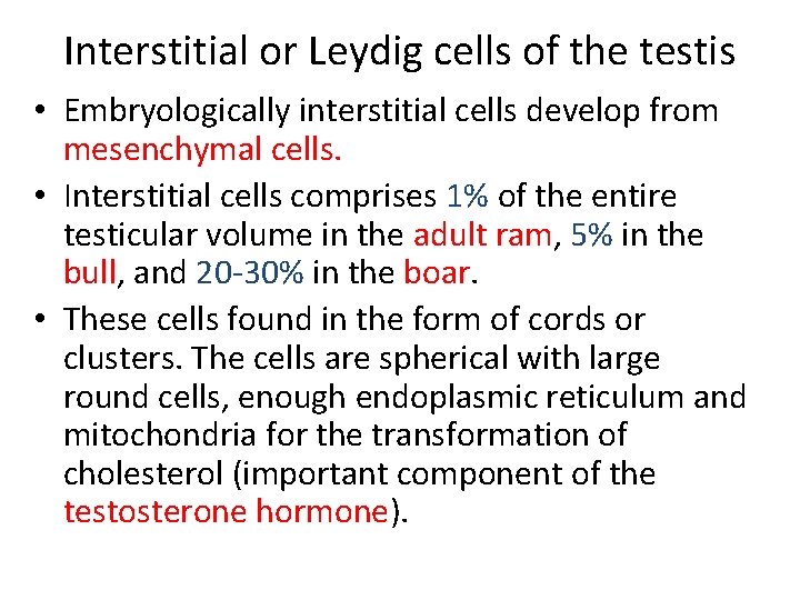 Interstitial or Leydig cells of the testis • Embryologically interstitial cells develop from mesenchymal