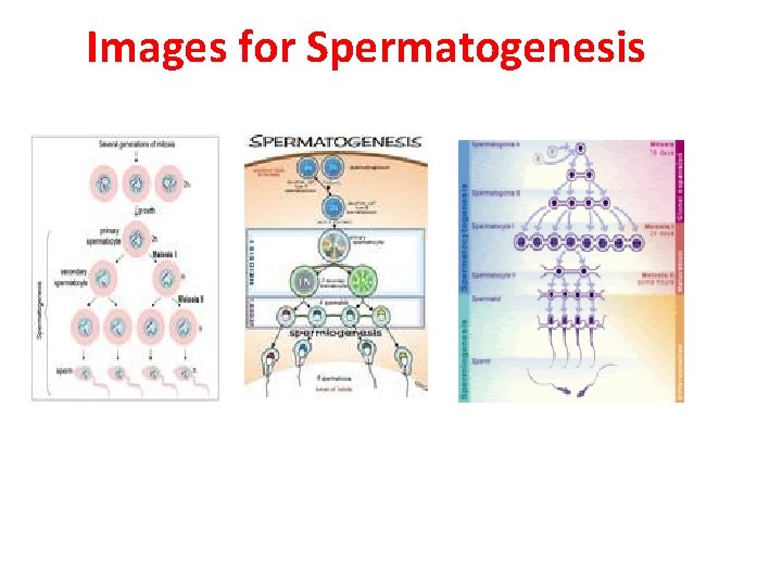  Images for Spermatogenesis 