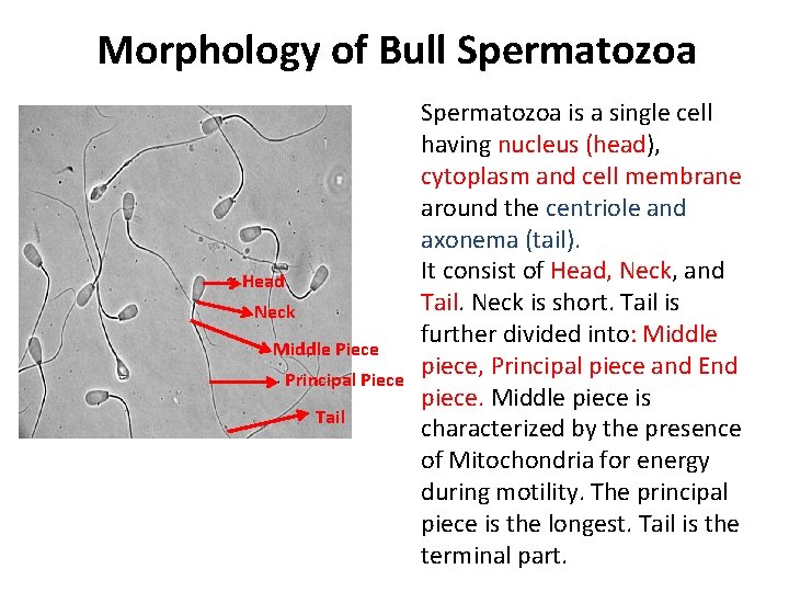 Morphology of Bull Spermatozoa Head Neck Middle Piece Principal Piece Tail Spermatozoa is a
