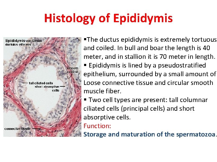 Histology of Epididymis §The ductus epididymis is extremely tortuous and coiled. In bull and