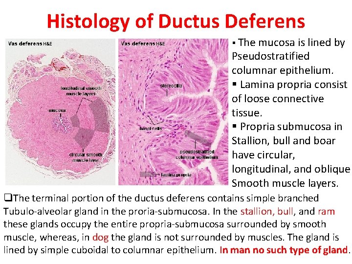 Histology of Ductus Deferens § The mucosa is lined by Pseudostratified columnar epithelium. §