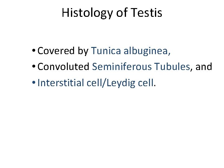 Histology of Testis • Covered by Tunica albuginea, • Convoluted Seminiferous Tubules, and •