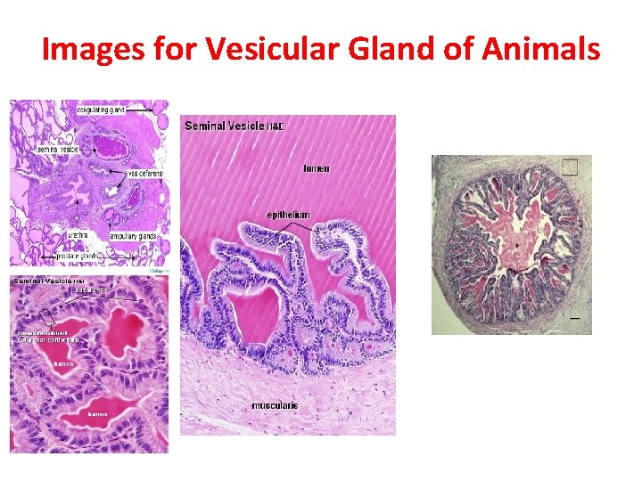 Images for Vesicular Gland of Animals 