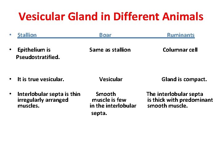 Vesicular Gland in Different Animals • Stallion Boar Ruminants • Epithelium is Same as