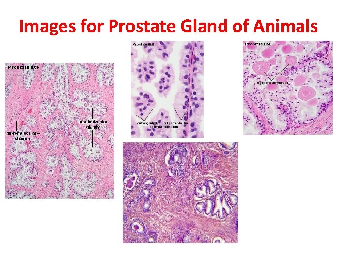 Images for Prostate Gland of Animals 