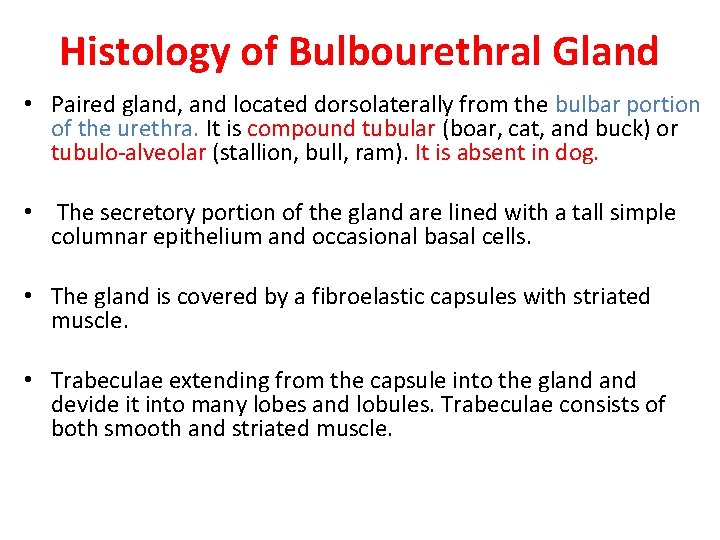 Histology of Bulbourethral Gland • Paired gland, and located dorsolaterally from the bulbar portion