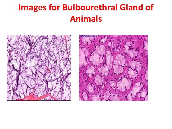 Images for Bulbourethral Gland of Animals 