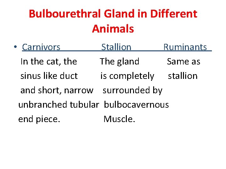 Bulbourethral Gland in Different Animals • Carnivors Stallion Ruminants In the cat, the The