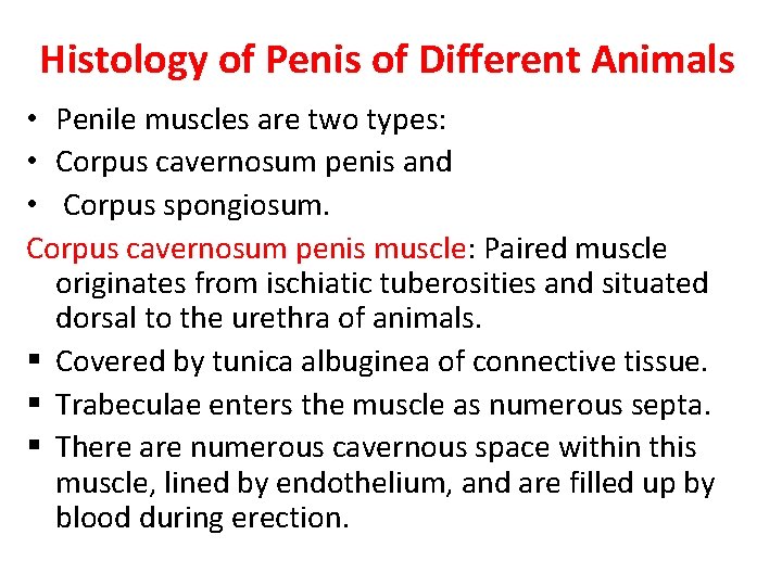 Histology of Penis of Different Animals • Penile muscles are two types: • Corpus