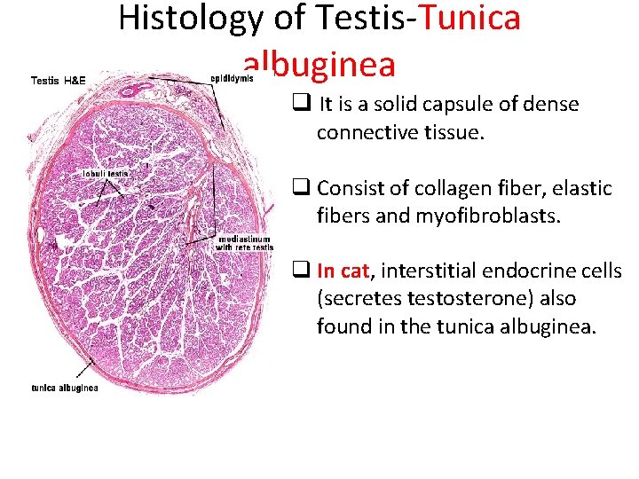 Histology of Testis-Tunica albuginea q It is a solid capsule of dense connective tissue.