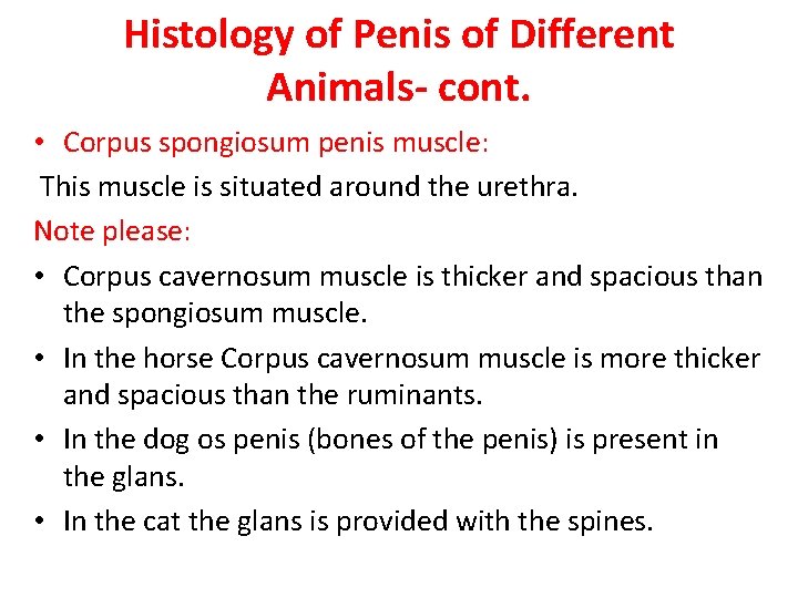 Histology of Penis of Different Animals- cont. • Corpus spongiosum penis muscle: This muscle