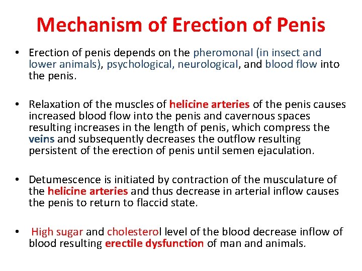 Mechanism of Erection of Penis • Erection of penis depends on the pheromonal (in