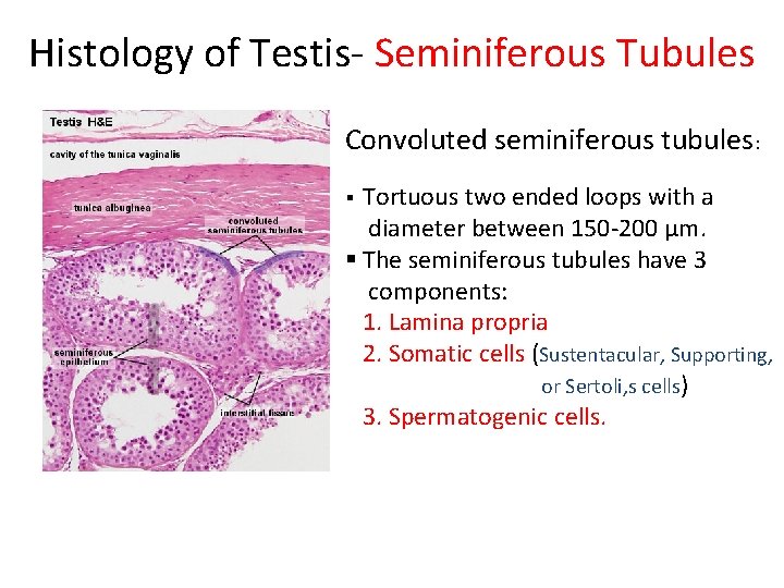 Histology of Testis- Seminiferous Tubules Convoluted seminiferous tubules: § Tortuous two ended loops with