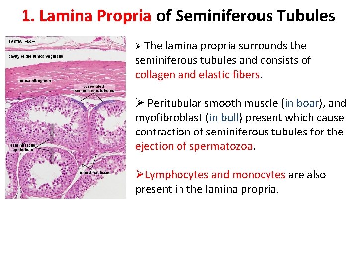 1. Lamina Propria of Seminiferous Tubules Ø The lamina propria surrounds the seminiferous tubules