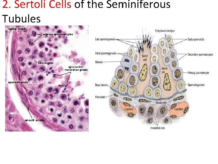 2. Sertoli Cells of the Seminiferous Tubules 