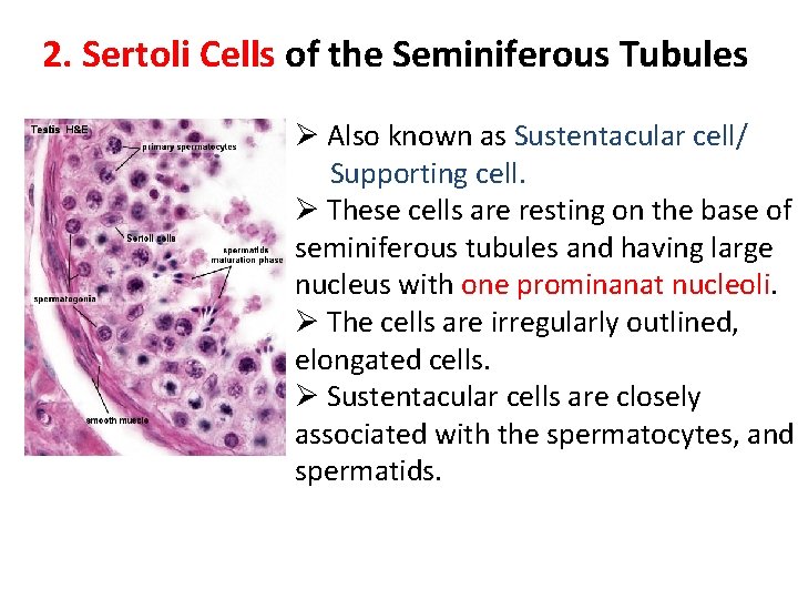 2. Sertoli Cells of the Seminiferous Tubules Ø Also known as Sustentacular cell/ Supporting