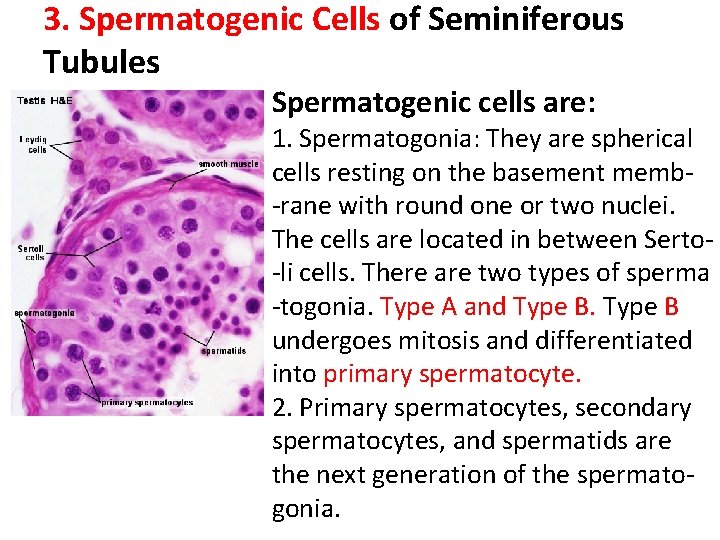 3. Spermatogenic Cells of Seminiferous Tubules Spermatogenic cells are: 1. Spermatogonia: They are spherical