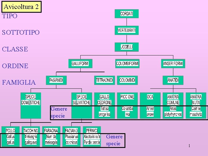 Avicoltura 2 TIPO SOTTOTIPO CLASSE ORDINE FAMIGLIA Genere specie 1 