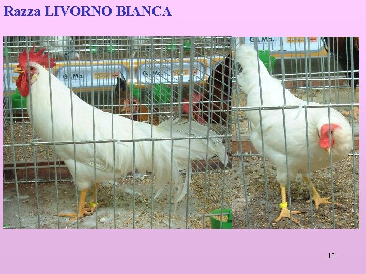 Razza LIVORNO BIANCA 10 