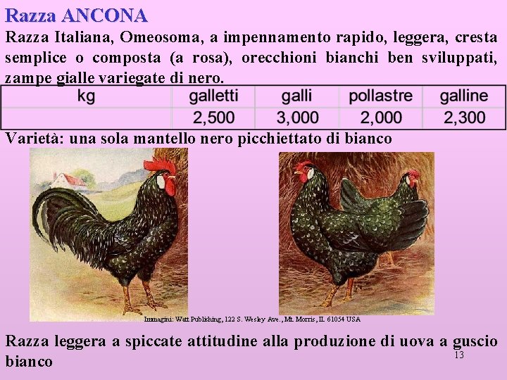 Razza ANCONA Razza Italiana, Omeosoma, a impennamento rapido, leggera, cresta semplice o composta (a