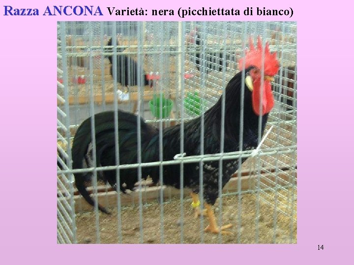 Razza ANCONA Varietà: nera (picchiettata di bianco) 14 