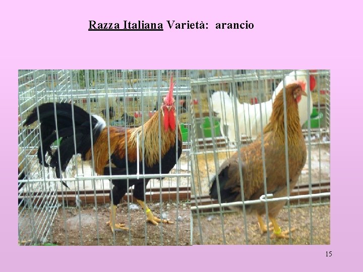 Razza Italiana Varietà: arancio 15 