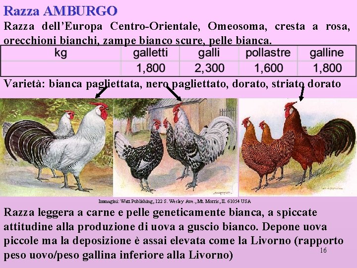 Razza AMBURGO Razza dell’Europa Centro-Orientale, Omeosoma, cresta a rosa, orecchioni bianchi, zampe bianco scure,