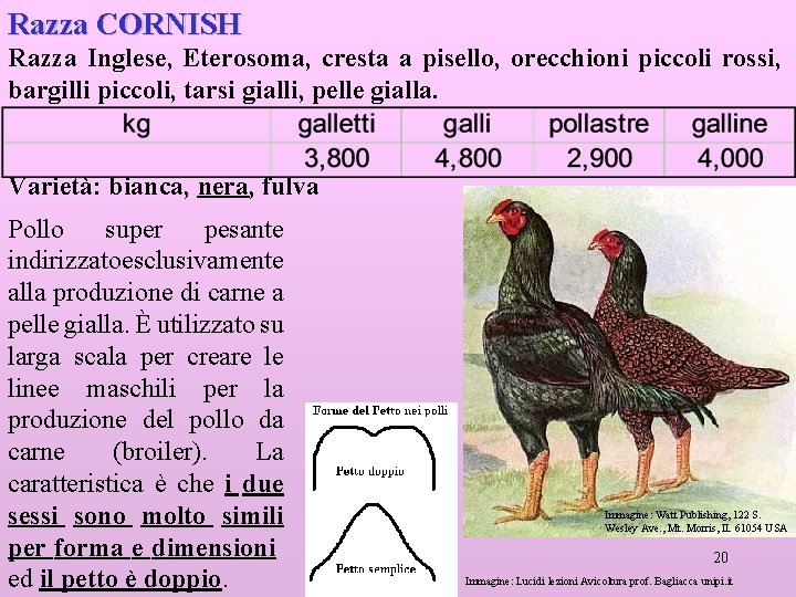 Razza CORNISH Razza Inglese, Eterosoma, cresta a pisello, orecchioni piccoli rossi, bargilli piccoli, tarsi