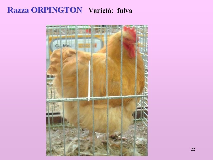 Razza ORPINGTON Varietà: fulva 22 