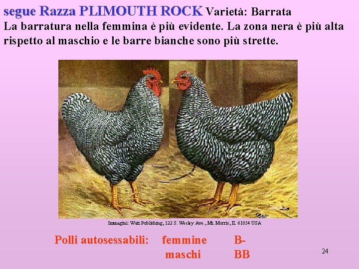 segue Razza PLIMOUTH ROCK Varietà: Barrata La barratura nella femmina è più evidente. La