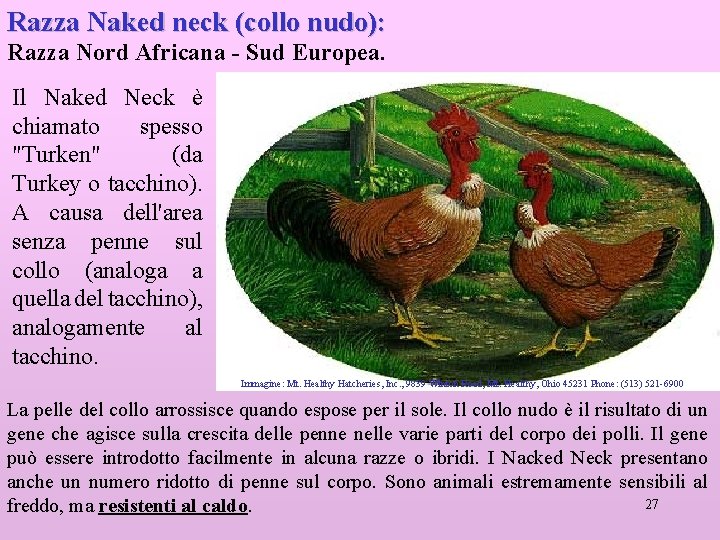 Razza Naked neck (collo nudo): Razza Nord Africana - Sud Europea. Il Naked Neck