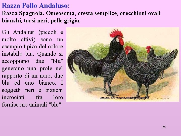 Razza Pollo Andaluso: Razza Spagnola. Omeosoma, cresta semplice, orecchioni ovali bianchi, tarsi neri, pelle