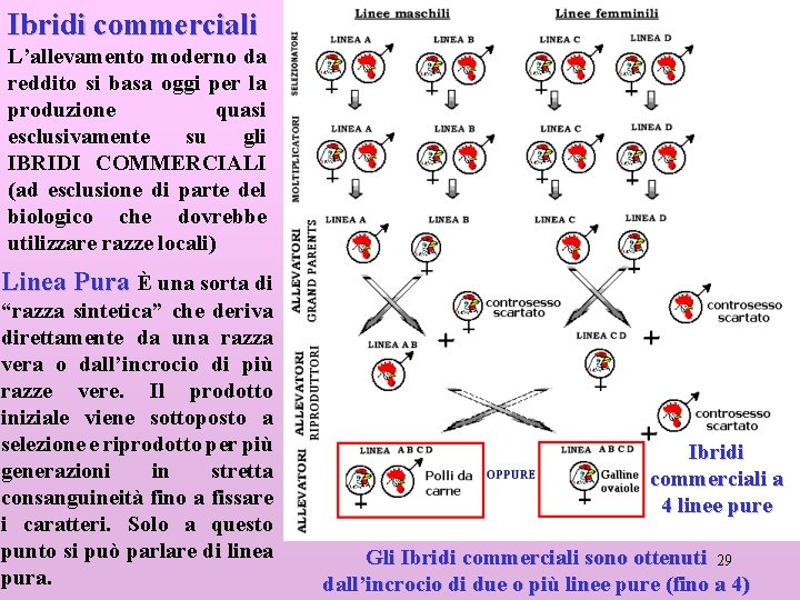 Ibridi commerciali L’allevamento moderno da reddito si basa oggi per la produzione quasi esclusivamente