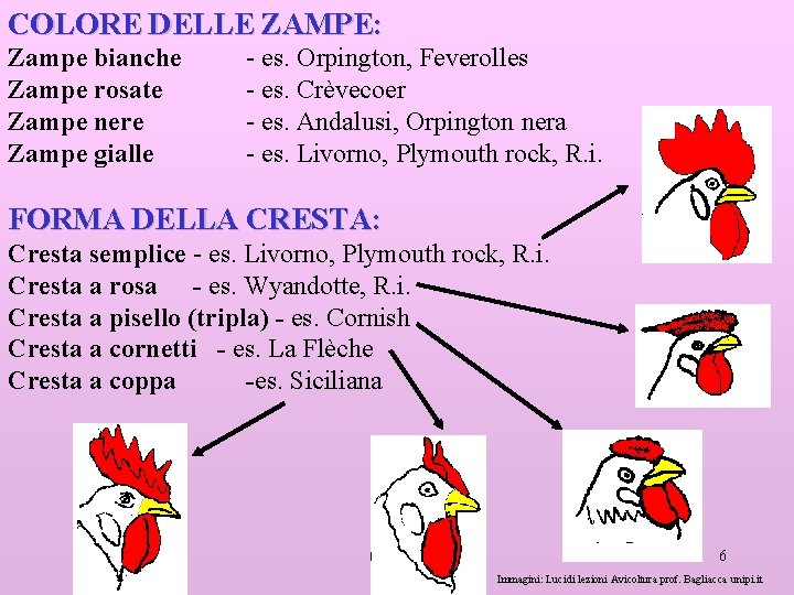 COLORE DELLE ZAMPE: Zampe bianche Zampe rosate Zampe nere Zampe gialle - es. Orpington,