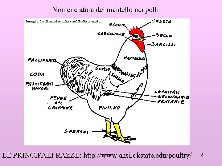 Nomenclatura del mantello nei polli Immagini: Lucidi lezioni Avicoltura prof. Bagliacca unipi. it LE