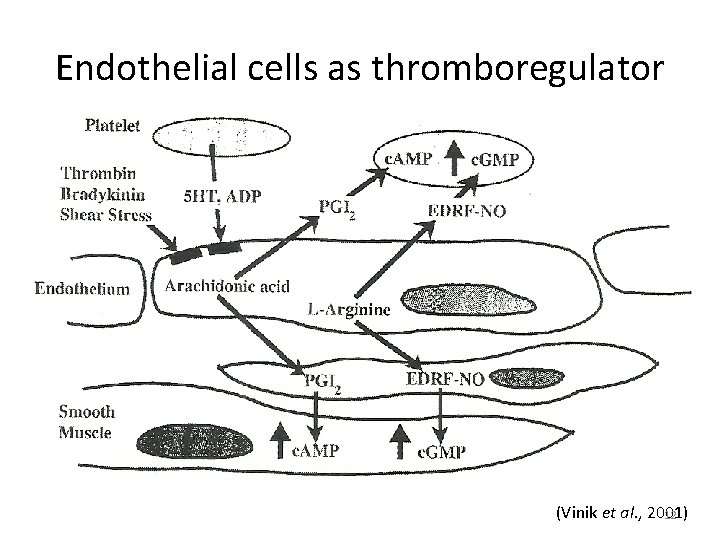 Endothelial cells as thromboregulator (Vinik et al. , 2001) 12 