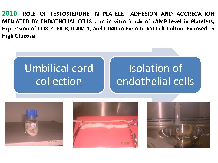 2010: ROLE OF TESTOSTERONE IN PLATELET ADHESION AND AGGREGATION MEDIATED BY ENDOTHELIAL CELLS :