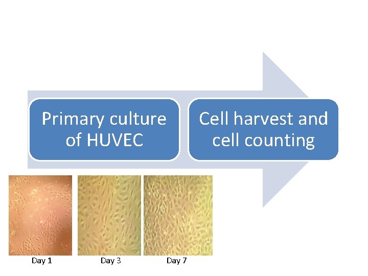 Primary culture of HUVEC Day 1 Day 3 Day 7 Cell harvest and cell