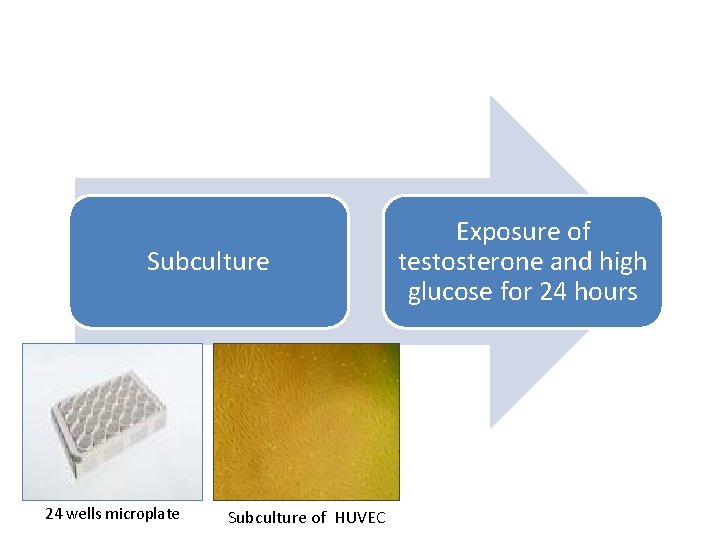 Subculture 24 wells microplate Subculture of HUVEC Exposure of testosterone and high glucose for