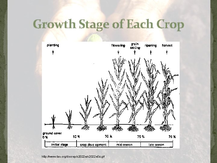 Growth Stage of Each Crop http: //www. fao. org/docrep/s 2022 e 0 z. gif