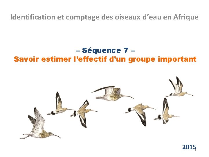 Identification et comptage des oiseaux d’eau en Afrique – Séquence 7 – Savoir estimer