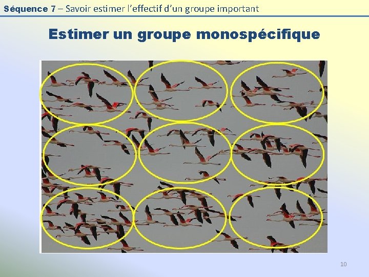 Séquence 7 – Savoir estimer l’effectif d’un groupe important Estimer un groupe monospécifique 10