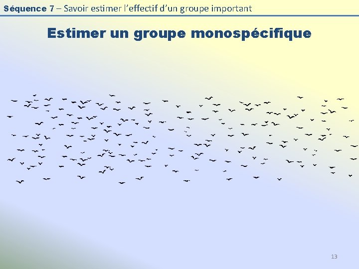 Séquence 7 – Savoir estimer l’effectif d’un groupe important Estimer un groupe monospécifique 13