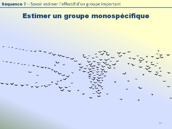 Séquence 7 – Savoir estimer l’effectif d’un groupe important Estimer un groupe monospécifique 14