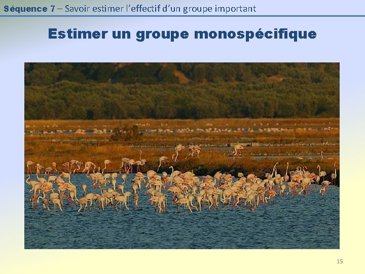 Séquence 7 – Savoir estimer l’effectif d’un groupe important Estimer un groupe monospécifique 15