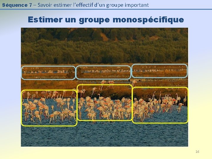 Séquence 7 – Savoir estimer l’effectif d’un groupe important Estimer un groupe monospécifique 16