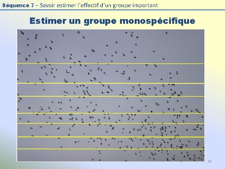 Séquence 7 – Savoir estimer l’effectif d’un groupe important Estimer un groupe monospécifique 18